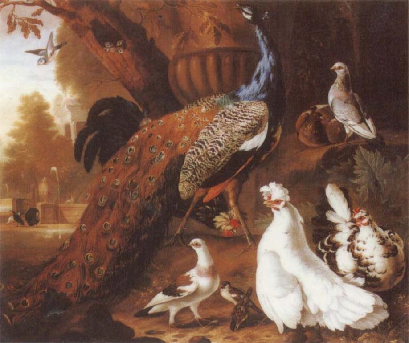 Jakob Bogdani Bird of Paradise France oil painting art